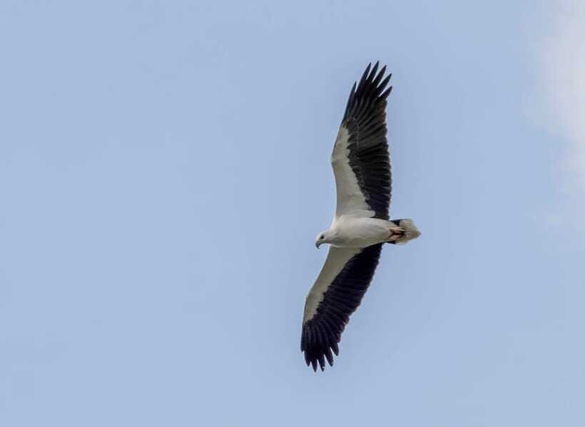 Colombo: Bird watching around Colombo-Guided Tour - 06 hours - What the three strongest endorsements tell me