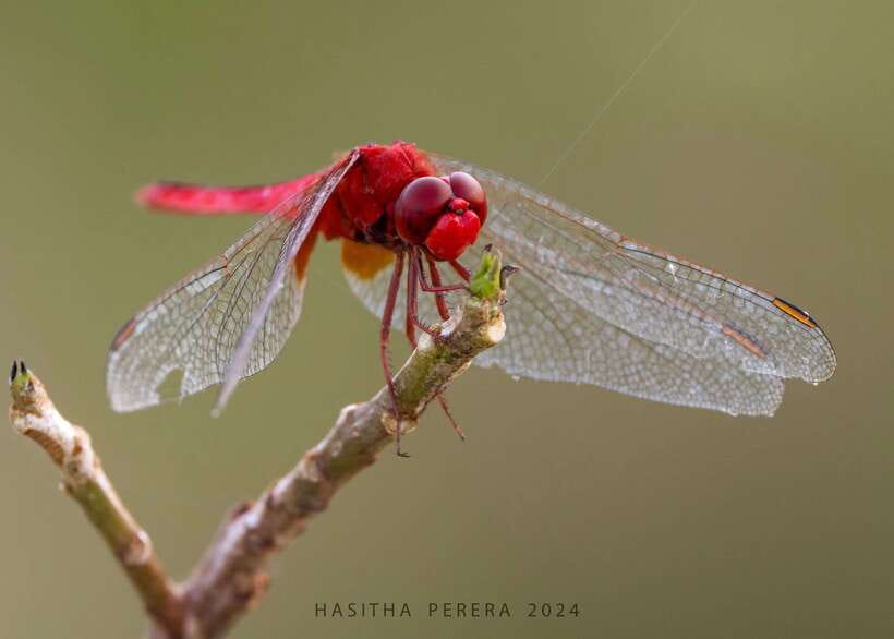Colombo: Bird watching around Colombo-Guided Tour - 06 hours - Starting early with Hasitha