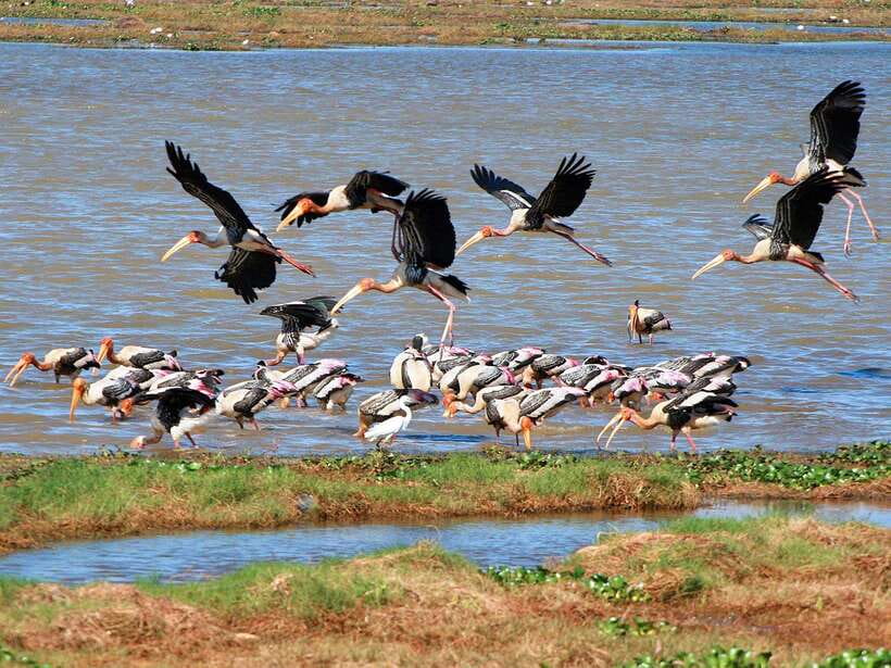Colombo/Negombo: Muthurajawela & Dutch Canal Boat Adventure - Why Muthurajawela is worth an early start