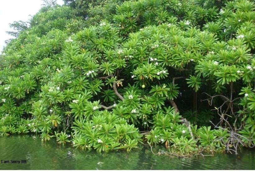 Colombo/Negombo: Muthurajawela & Dutch Canal Boat Adventure - The sanctuary boat ride through marsh and mangrove