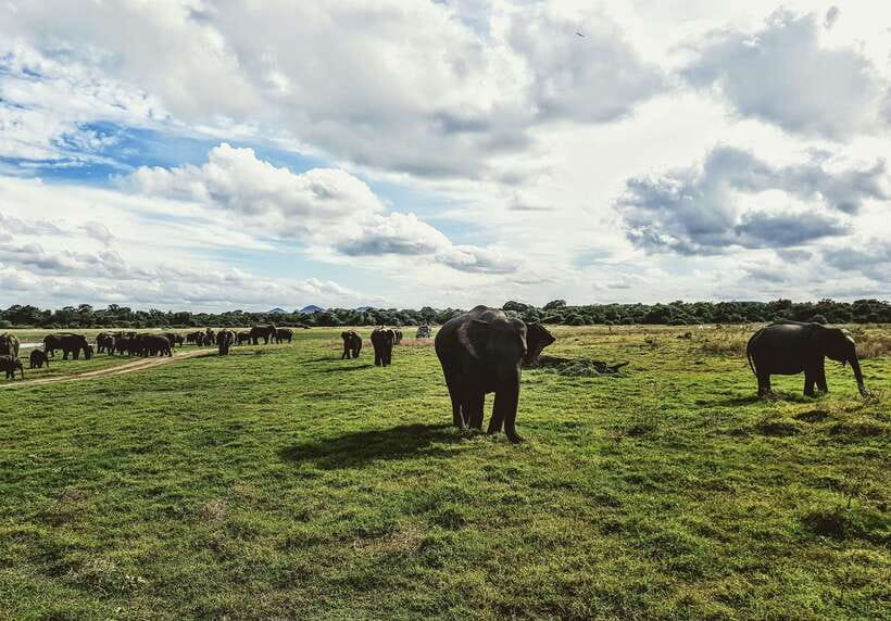 Colombo/Negombo: Sigiriya, Dambulla, and Minneriya Safari - Lunch and the cost of eating on the road