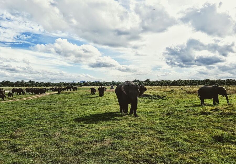 Colombo/Negombo: Sigiriya, Dambulla, and Minneriya Safari - Guides, drivers, and the shared-vehicle setup