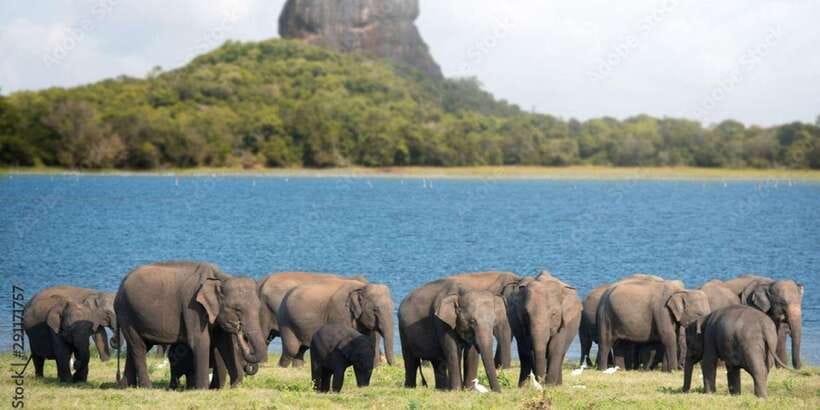 Colombo/Negombo to Sigiriya, Dambulla & Jeep Safari Day Tour - Leaving Colombo or Negombo before the day gets hot