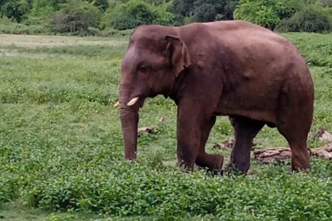 Colombo , Negombo to Trincomalee Transfer and Safari - The long road day, explained