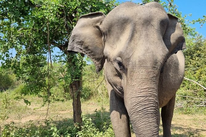 Colombo , Negombo to Trincomalee Transfer and Safari - What makes Habarana a good safari base