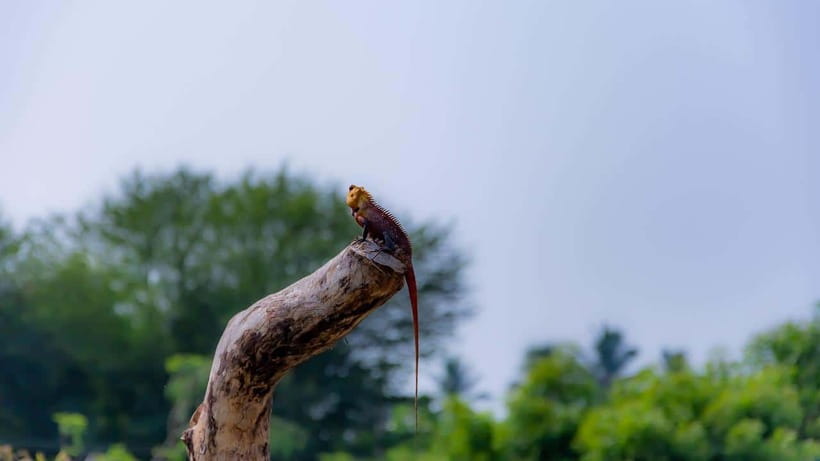Colombo: Sri Lanka 4-Day Private Tour With 18 Amazing Places - Who should book this four-day route?