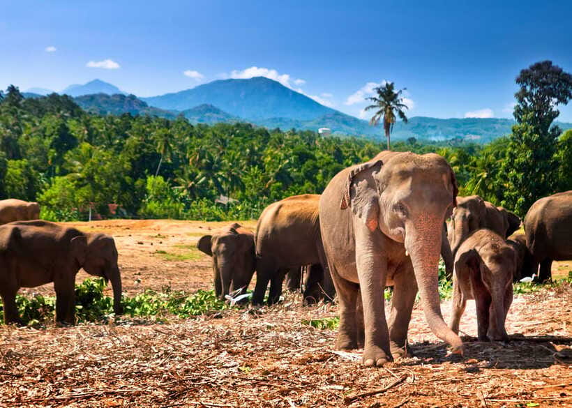 Colombo: Sri Lanka Cultural Triangle Hotspots 2-Day Tour - Dambulla Golden Cave Temple: paintings and 157 Buddha statues