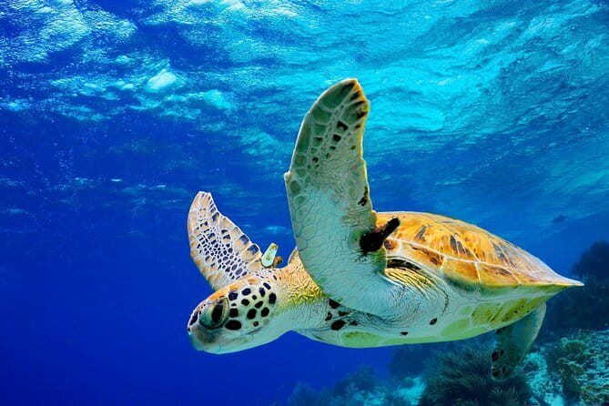 Colombo to Galle All Inclusive Private Day Tour - Key points at a glance