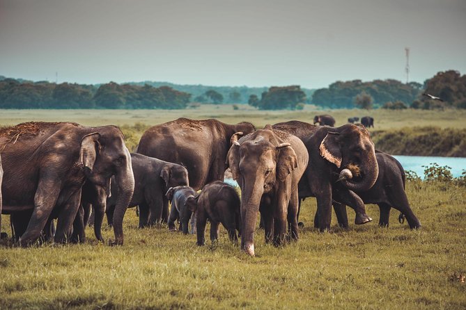 Colombo to Trincomalee Shuttle & Safari Drive - What the safari feels like after lunch