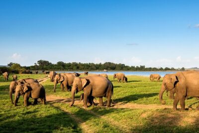 Colombo to Trincomalee Shuttle & Safari Drive