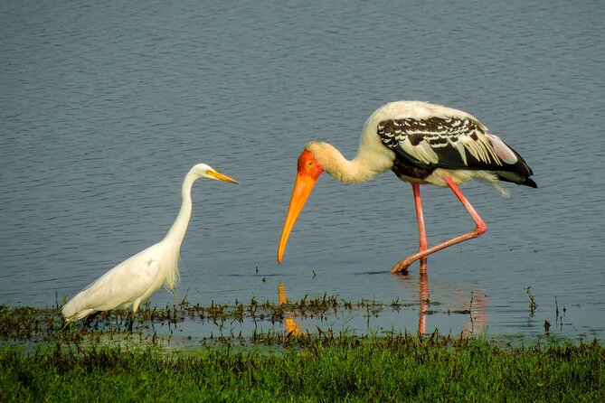 Colombo to Trincomalee Shuttle & Safari Drive - Who will get the most from this experience
