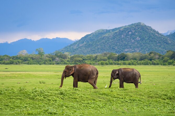 Colombo to Trincomalee Shuttle & Safari Drive - Should you book the Colombo to Trincomalee safari transfer?