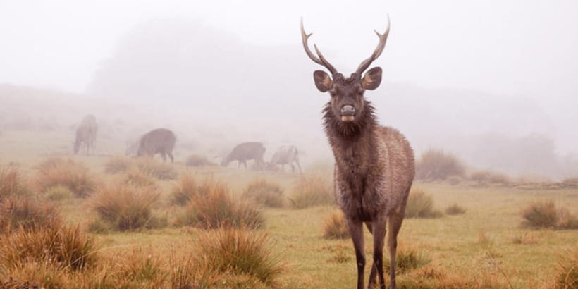 Comprehensive Excursion: Horton Plains and Pedro Tea Factory - Reaching World’s End before the clouds