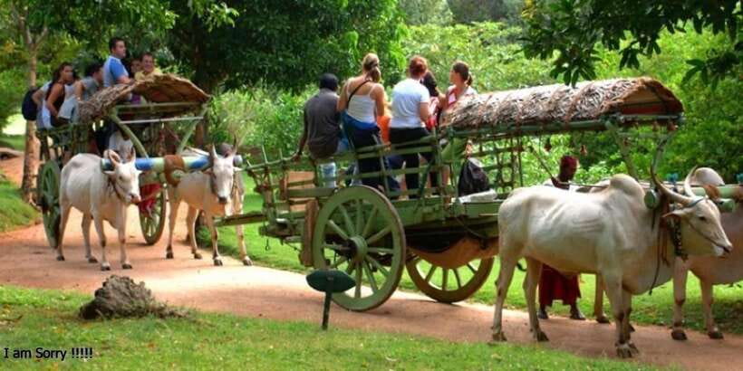 Dambulla: Caves Temple & Traditional Village Tour with Lunch - Why Dambulla Cave Temple deserves the morning