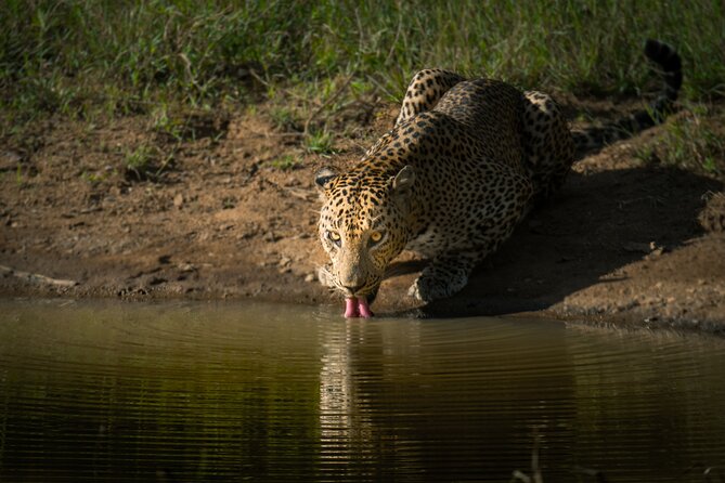 Day Excursion to Yala National Park From Colombo - How the jeep safari works