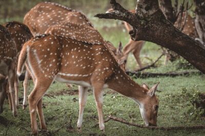 Day Excursion to Yala National Park From Colombo