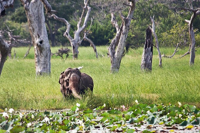 Day Excursion to Yala National Park From Colombo - The extra $100 changes the value calculation