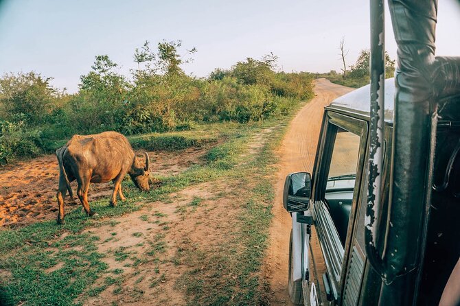 Day Excursion to Yala National Park From Colombo - Fruit, king coconut, and food planning