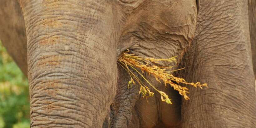Day Safari From Hambantota - A short safari built around your time