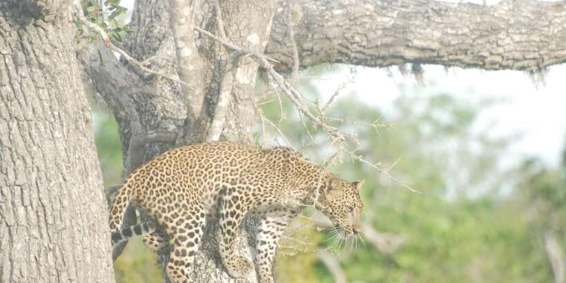 Day Safari From Hambantota - FAQ