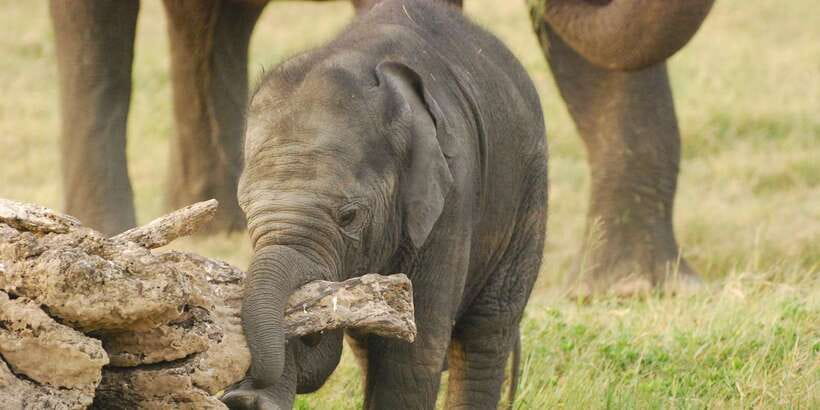 Day Safari From Hambantota - Who will enjoy this safari most?