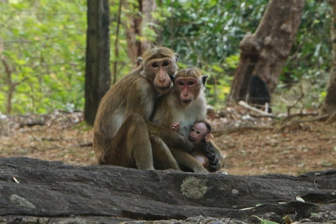 Day Tour from Dambulla to Sigiriya or Pidurangala & Polonnaruwa - Guide commentary and the value of context