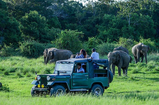 Day Tour from kandy to Sigiriya, Dambulla & National Park safari. - Dambulla’s painted caves and Buddha images