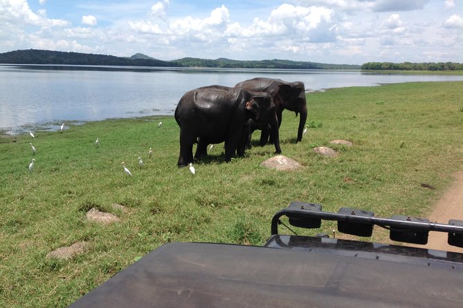 Day Tour from kandy to Sigiriya, Dambulla & National Park safari. - Timing, comfort, and what to bring