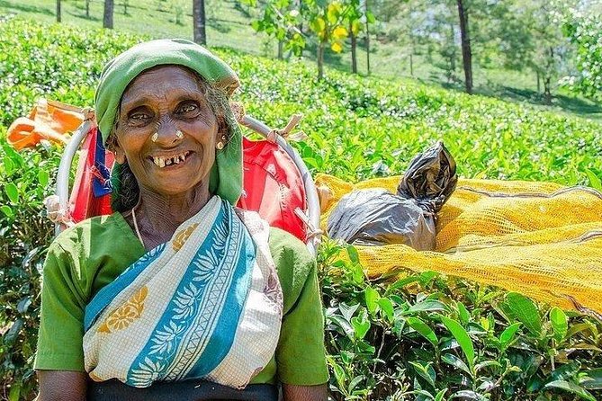 Day Tour of Nuwara Eliya - Inside Glenloch Tea Factory