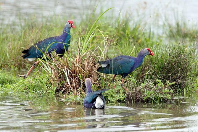Day Tour to Anawilundawa Wetland Sanctuary - Why Anawilundawa is worth the trip from Negombo