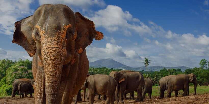 Day Tour to Elephant Orphanage / spice garden - Key points to know before booking