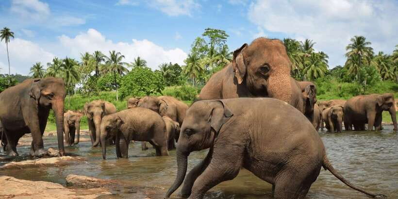 Day Tour to Elephant Orphanage / spice garden - The river is the real Pinnawala attraction
