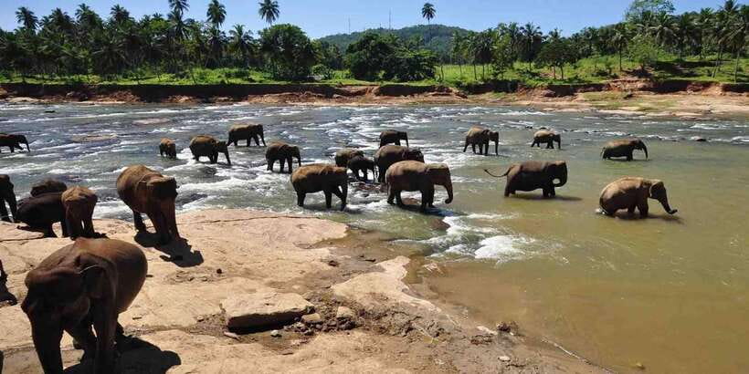 Day Tour to Elephant Orphanage / spice garden - What the one-hour elephant stop feels like