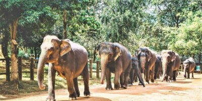 Day Tour to Elephant Orphanage / spice garden