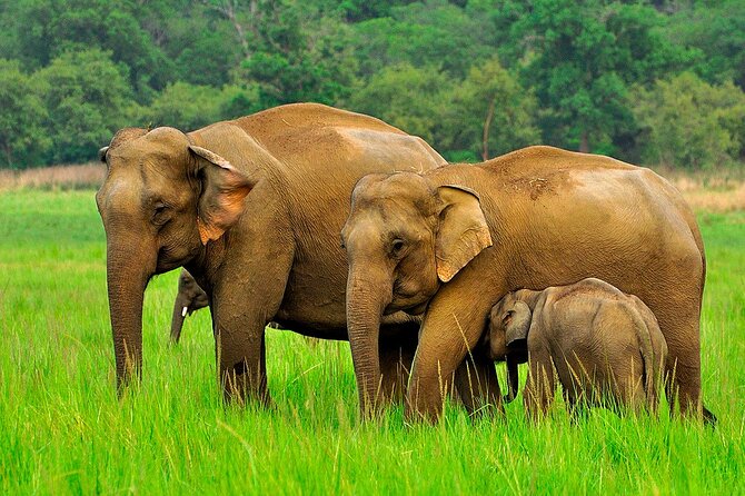 Day tour to Minneriya National Park,Sigiriya & Dambulla from Kandy - Why this Kandy day trip appeals to me