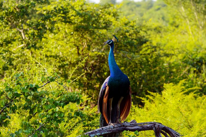 Day tour to Minneriya National Park,Sigiriya & Dambulla from Kandy - The Ayurvedic village and roadside food stops