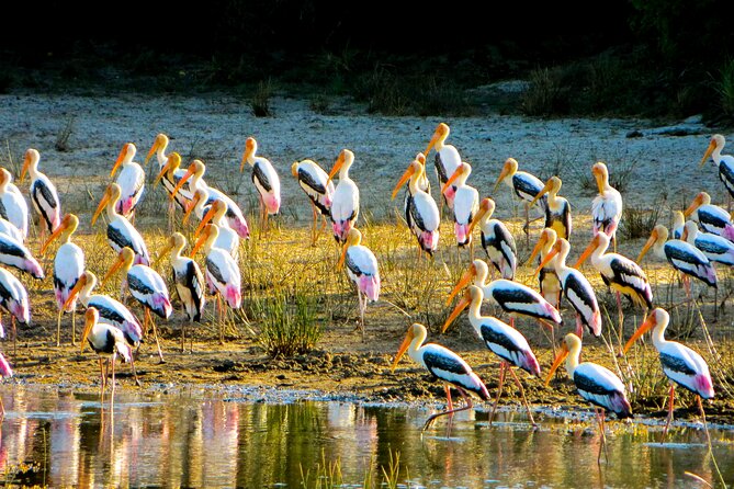 Day tour to Minneriya National Park,Sigiriya & Dambulla from Kandy - Dambulla Cave Temple and its 300 steps