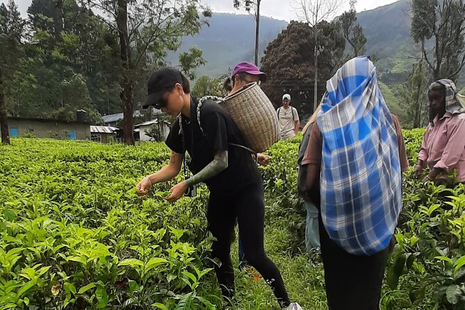 Day tour to Nuwareeliya (Little England) from Kandy - Blue Field Tea Factory at Ramboda