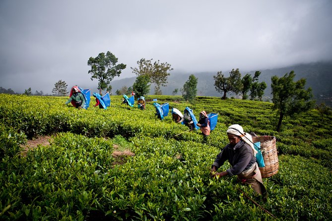 Day tour to Nuwareeliya (Little England) from Kandy - Nuwara Eliya Post Office and the Little England feel