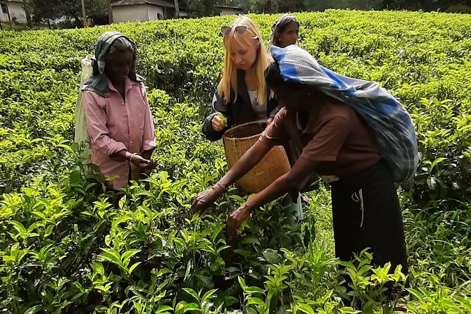 Day tour to Nuwareeliya (Little England) from Kandy - Gregory Lake and the final scenic pause