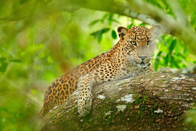 Day Tour to Wilpattu National Park from Colombo - Why Wilpattu feels different from a city-based outing