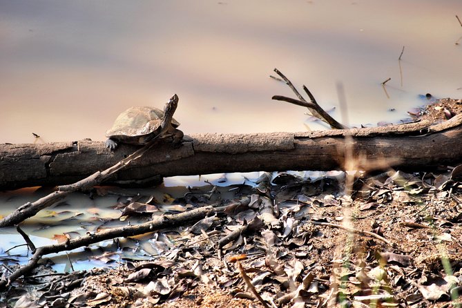 Day Tour to Wilpattu National Park from Colombo - Leopards, bears, and the luck factor