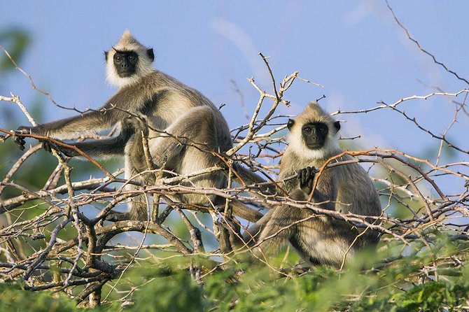 Day Tour to Wilpattu National Park from Colombo - What to pack for a hot, dusty safari