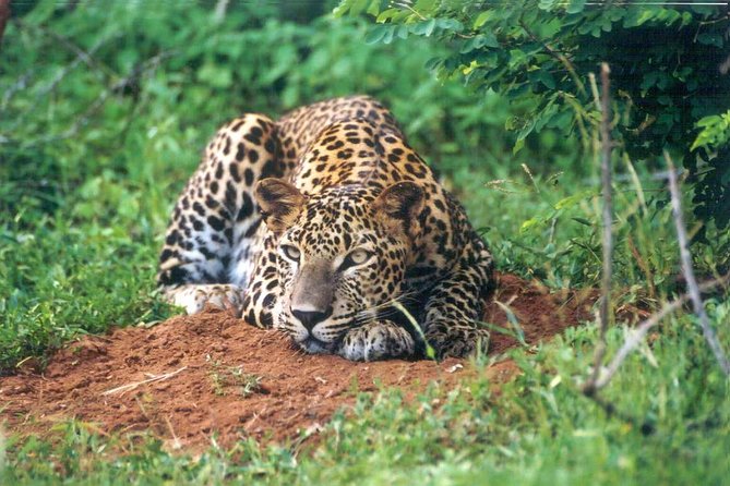 Day Tour to Wilpattu National Park from Colombo - Who will get the most from this day trip