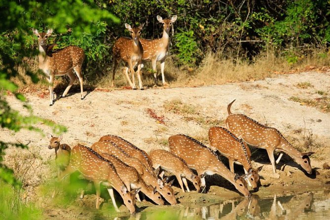 Day Tour to Wilpattu National Park from Colombo - Booking details worth checking first