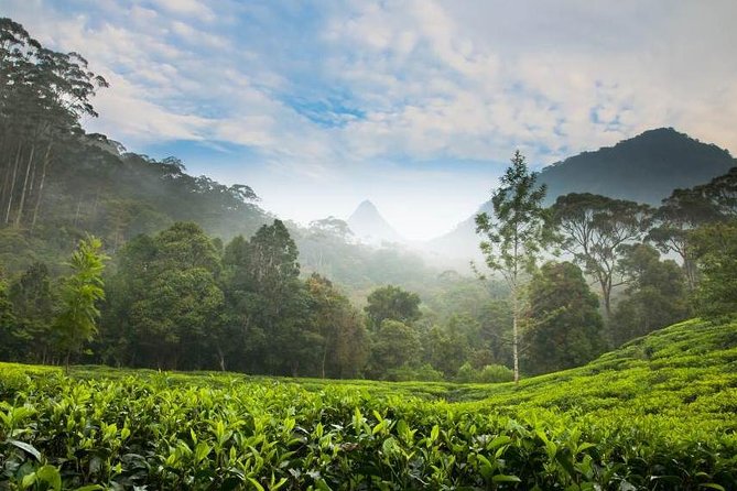 Day Trip to Nuwara Eliya with Kingfisher Tours - A private ride makes the $160 price easier to judge