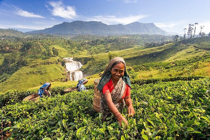 Day Trip to Nuwara Eliya with Kingfisher Tours - Lovers Leap Falls is a short, photogenic stop