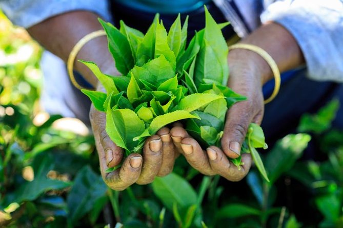 Day Trip to Nuwara Eliya with Kingfisher Tours - NGM Strawberry Farm adds a sweet finish