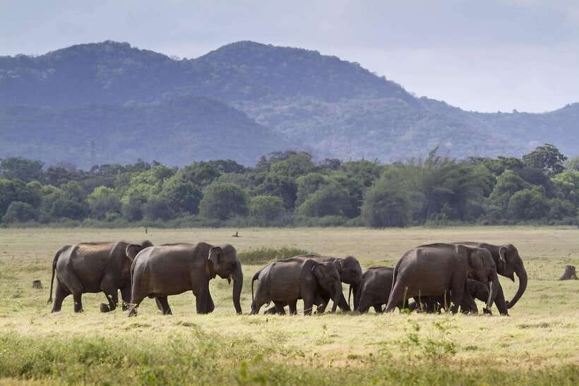 Elephant Jeep Safari at Minneriya National Park - Key points to know before you book