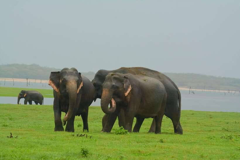 Elephant Jeep Safari at Minneriya National Park - Why Minneriya is one of Sri Lanka’s best elephant safaris